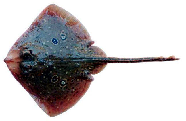 Raja polystigma_011.jpg